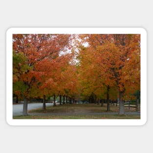 Autumn trees garden fall park Magnet